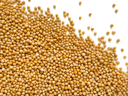 Mustard Seed Yellow SS 1kg 